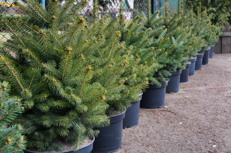 🎄 Новорічна ялинка в горщику: як доглядати, щоб вона радувала цілий рік? 🎄